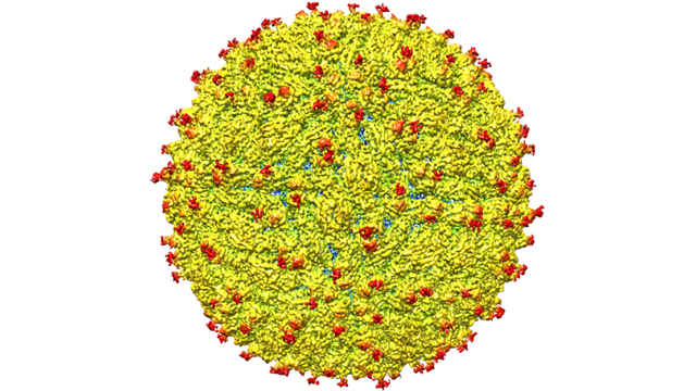  Hình ảnh mới công bố về virus Zika 