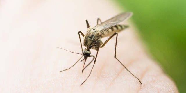  Zika lây truyền chủ yếu qua muỗi Aedes 