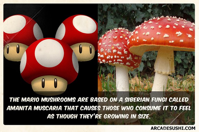 
Những cây nấm trong Mario được lấy cảm hứng từ loài nấm Amanita Muscaria ở Siberi mà khi ăn phải, người ta sẽ có cảm giác mình to hơn bình thường.
