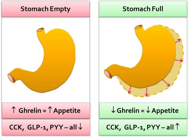  Khi đói, hormone Ghrelin trong cơ thể tăng cao, sẽ làm chúng ta ăn nhiều hơn. Vậy đừng bỏ bữa nhé! 