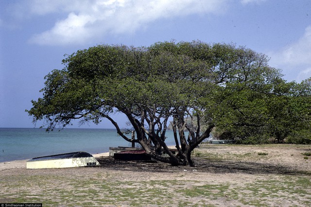  Manchineel giúp bảo vệ bờ biển và chống xói lở 