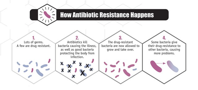 
Quá trình vi khuẩn kháng kháng sinh tồn tại và phát triển thành quần thể
