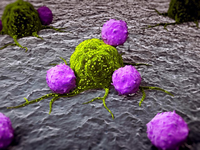  Khi phát hiện tế bào ung thư, hệ miễn dịch sẽ tấn công chúng 
