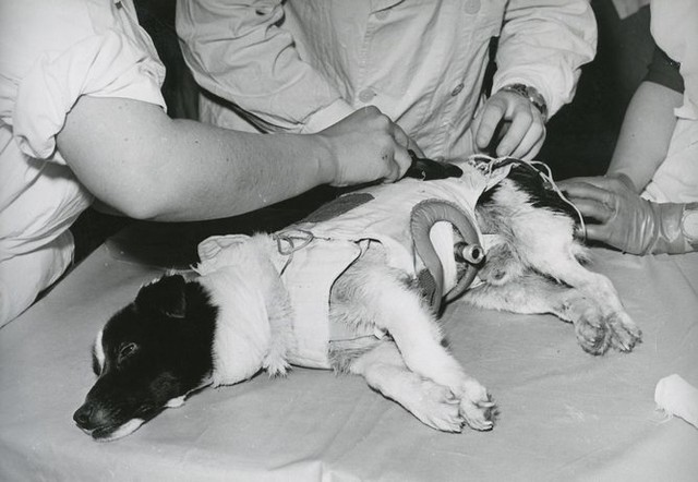  Chú chó Veterok sống sót được 22 ngày ngoài quỹ đạo 