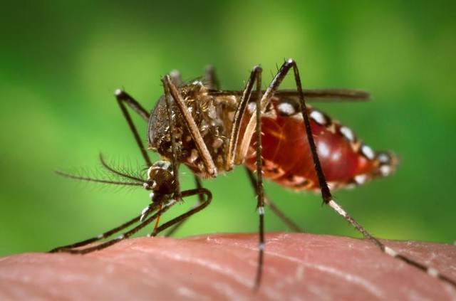  Một con muỗi Aedes aegypti đang tận hưởng bữa ăn. 
