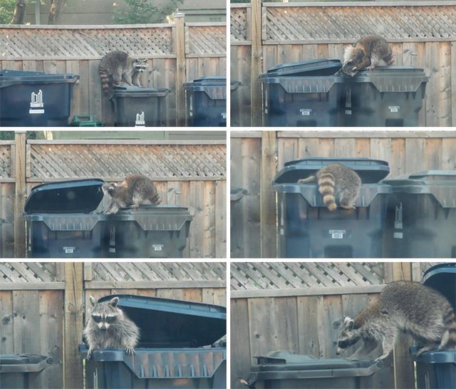  Một con raccoon tại Toronto mở thùng rác một cách dễ dàng. Nhà nghiên cứu Lawrence W. Cole và Herbert Burnham Davis cho rằng chúng có khả năng nhận thức gần với khỉ còn hơn cả chó mèo. 