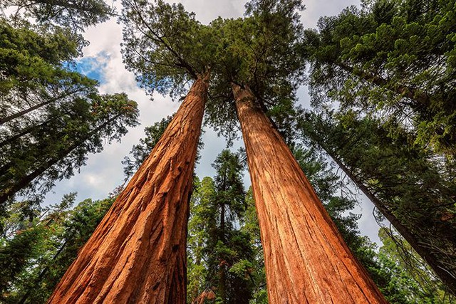  Chiều cao của những cây gỗ đỏ, như cây sequoia khổng lồ tại Vườn quốc gia Sequoia, California, tạo ra từ sự cân bằng giữa một bên là trọng lực, và một bên là sự thoát hơi nước, độ kết dính nước, và sức căng bề mặt của chất gỗ trong cây. 