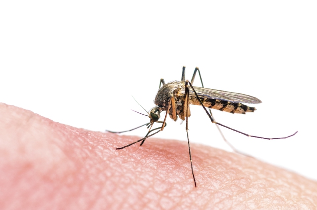  Virus Zika có thể phải chịu trách nhiệm cho các bệnh nhân ADEM 