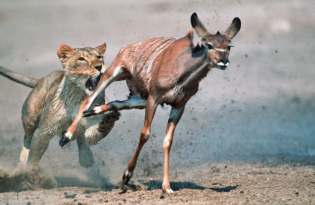 Cuộc rượt đuổi ngoạn mục giữa một con sư tử cái và linh dương. 