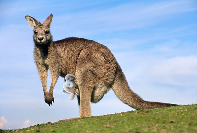 Tiếp đến cậu bay sang Úc, nằm gọn gàng trong túi của Kangaroo