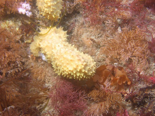 
Loài bọt biển Dendrilla membranosa ở Nam Cực.
