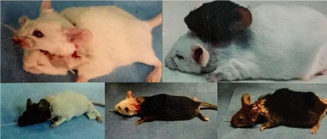  Thí nghiệm ghép đầu cho chuột không thành công của bác sỹ Ren. 