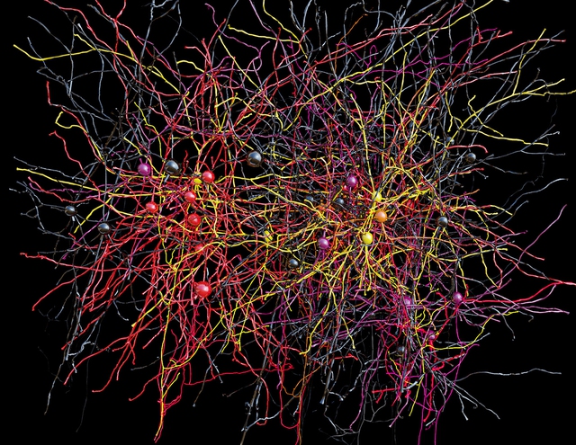Bức hình chụp mạng nơ ron thần kinh liên kết sử dụng công nghệ 3D