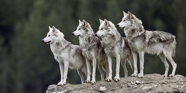  Bầy sói với những thành viên hiểu luật và chơi đúng luật. 