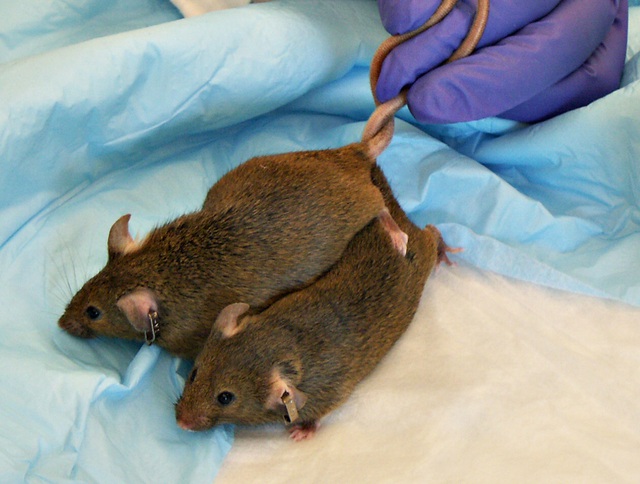  Những chú chuột được sử dụng trong việc nghiên cứu mạng nơ ron thần kinh 