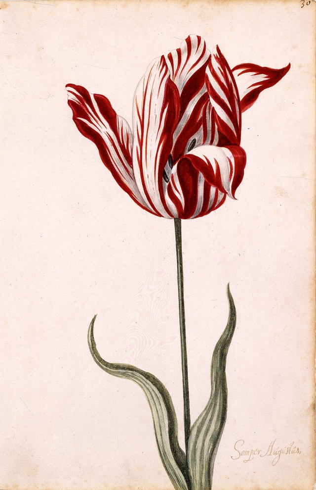  Bức vẽ màu nước bông Tulip đổi màu từ thế kỷ 17. 