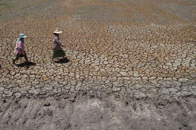 Nhiều khu vực canh tác nông nghiệp trở nên khô cằn do thiếu nước