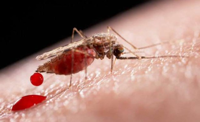  Muỗi là nguyên nhân chính lây truyền virus Zika 