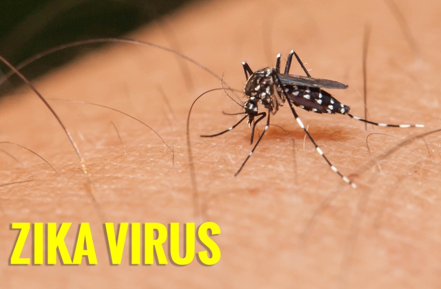  Muỗi là tác nhân chính truyền virus Zika cho người bệnh 