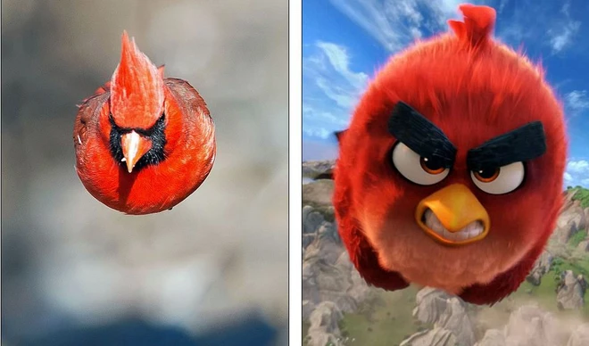  Chú chim hồng y mà Kushner chụp giống y hệt như Red trong Angry Birds 