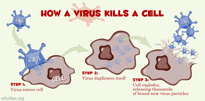 Virus giết chết các tế bào như thế nào?