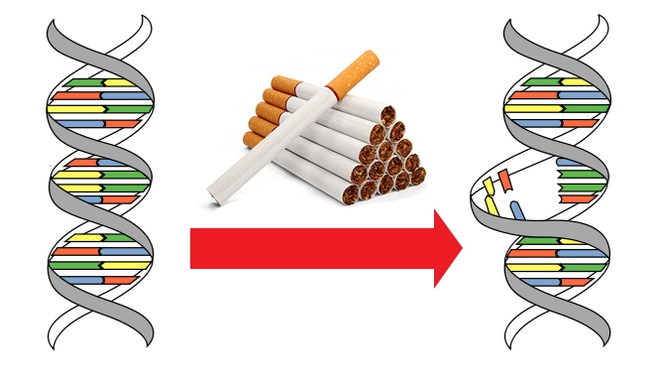  Trung bình, cứ 15 điếu thuốc sẽ gây ra 1 đột biến 
