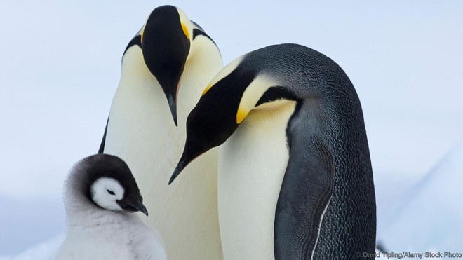  Một cặp chim cánh cụt hoàng đế và con của chúng 