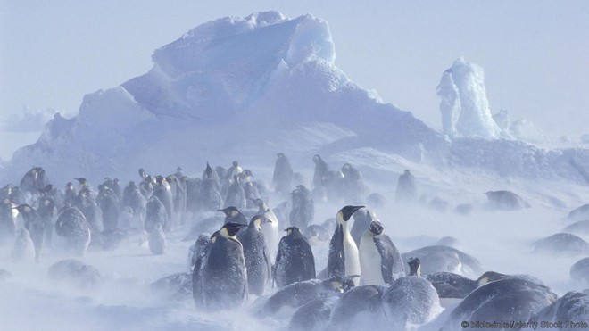  Một bầy cánh cụt trong cơn bão tuyết 