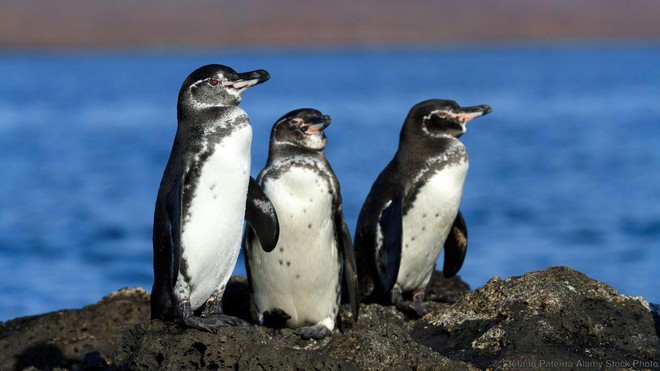  Cánh cụt Galápagos còn sinh sống trên đường xích đạo 
