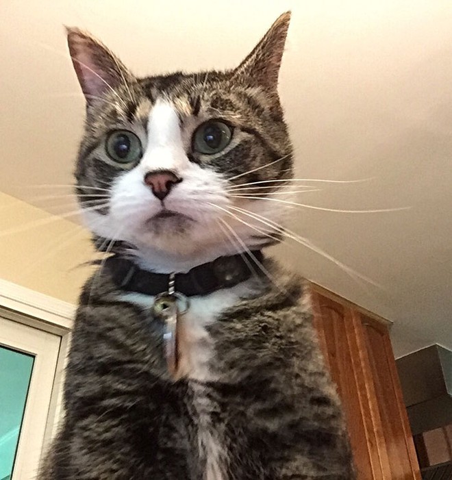 Chân dung chú mèo hacker được webcam ghi lại