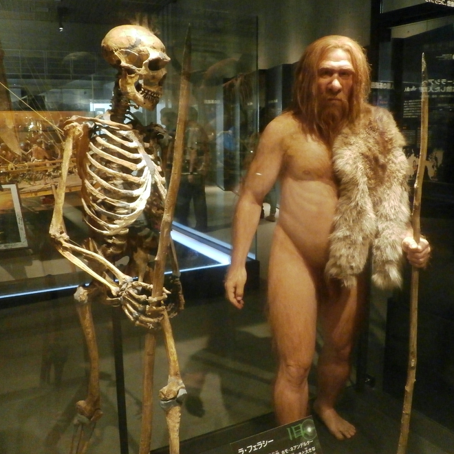 Hình ảnh về người Neanderthal tại Bảo Tàng Tự Nhiên Và Khoa Học Quốc Gia tại Tokyo.
