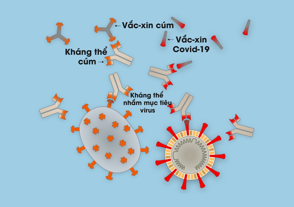 [Infographic] Covid-19 lây nhiễm tế bào phổi như thế nào? Tại sao nó lại nguy hiểm vậy? - Ảnh 11.