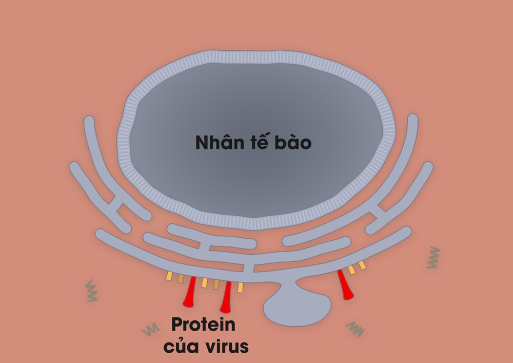 [Infographic] Covid-19 lây nhiễm tế bào phổi như thế nào? Tại sao nó lại nguy hiểm vậy? - Ảnh 6.