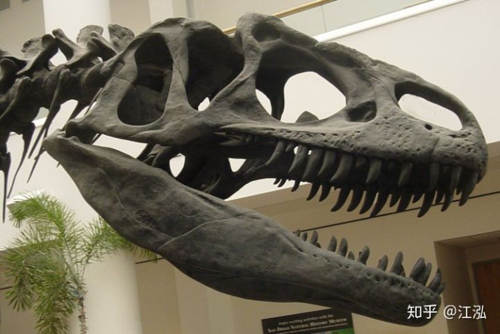 Những mẫu hóa thạch mới tiết lộ loài khủng long Allosaurus không chỉ khát máu mà chúng còn ăn thịt cả đồng loại - Ảnh 7.