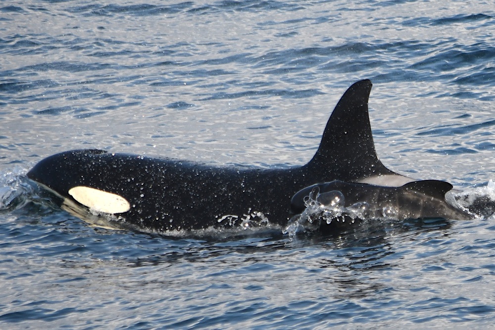 Lần đầu ghi nhận cá voi sát thủ bắt cóc cá voi con từ loài khác về nuôi - Ảnh 1.