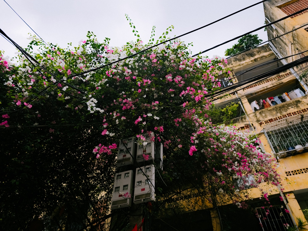 Cùng Galaxy S26 Ultra ngắm Hà Nội mùa 'đỏng đảnh': Ghé chợ sớm Long Biên, thăm dàn hoa giấy khu tập thể để thấy, hóa ra Thủ Đô vẫn 'tình' đến vậy - Ảnh 53.