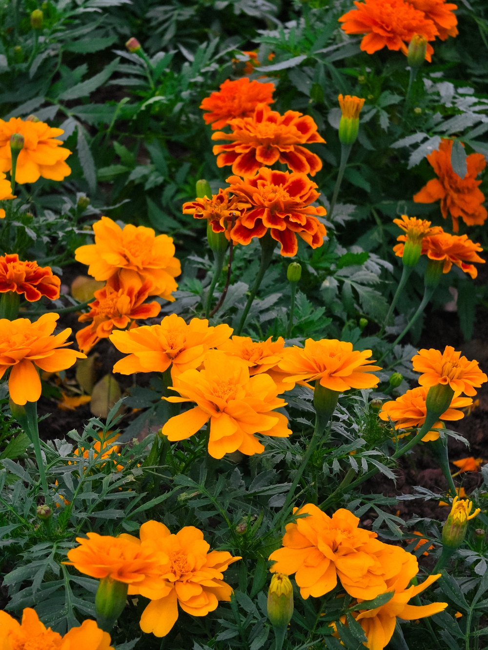 Cùng Galaxy S26 Ultra ngắm Hà Nội mùa 'đỏng đảnh': Ghé chợ sớm Long Biên, thăm dàn hoa giấy khu tập thể để thấy, hóa ra Thủ Đô vẫn 'tình' đến vậy - Ảnh 45.