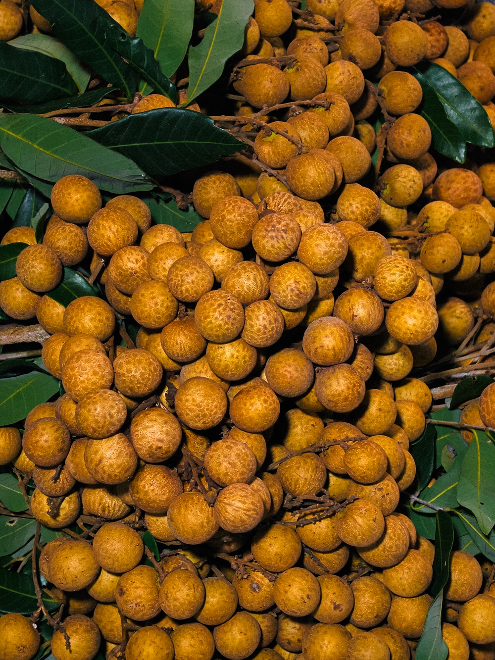 Cùng Galaxy S26 Ultra ngắm Hà Nội mùa 'đỏng đảnh': Ghé chợ sớm Long Biên, thăm dàn hoa giấy khu tập thể để thấy, hóa ra Thủ Đô vẫn 'tình' đến vậy - Ảnh 30.