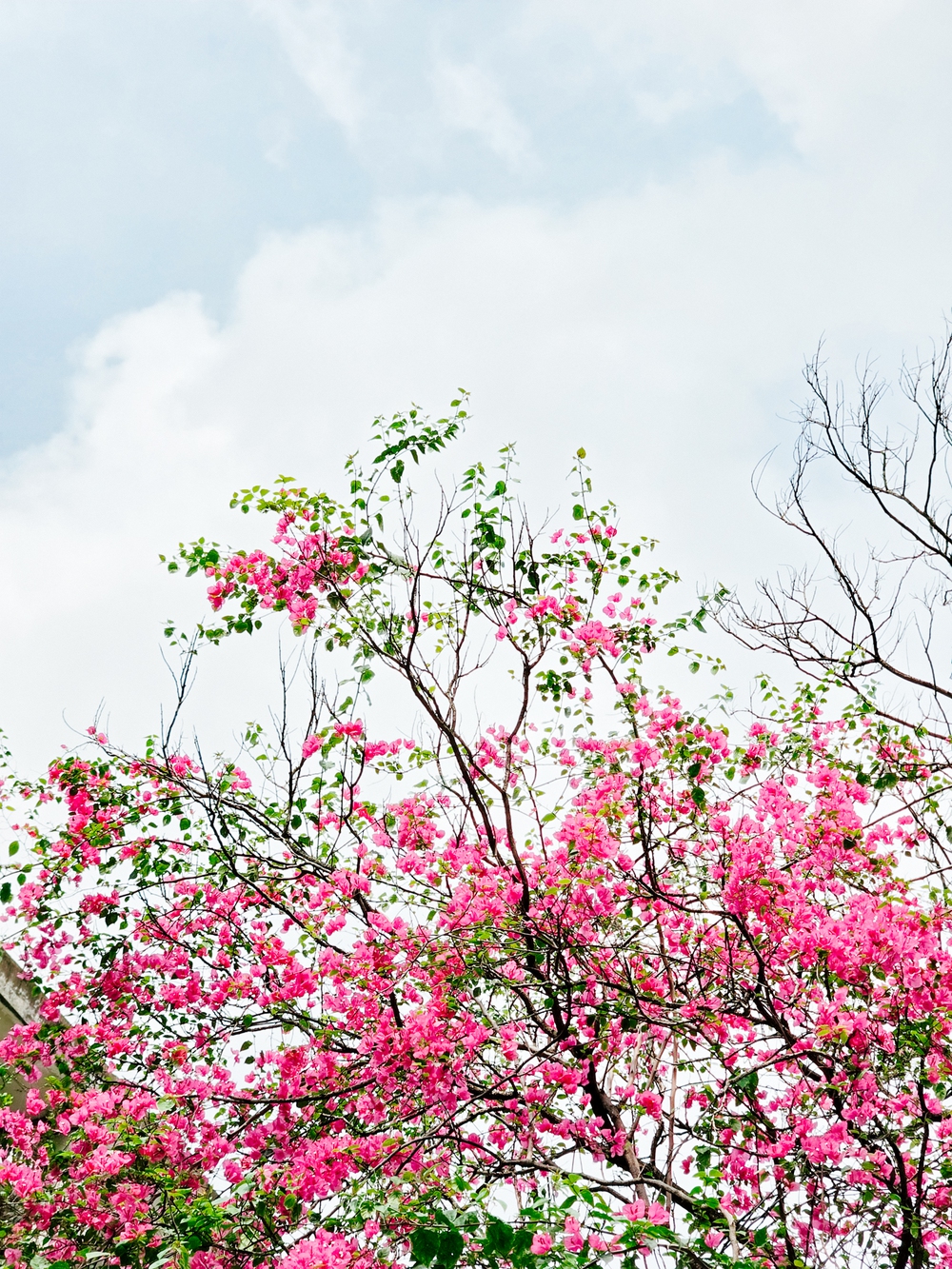 Cùng Galaxy S26 Ultra ngắm Hà Nội mùa 'đỏng đảnh': Ghé chợ sớm Long Biên, thăm dàn hoa giấy khu tập thể để thấy, hóa ra Thủ Đô vẫn 'tình' đến vậy - Ảnh 61.