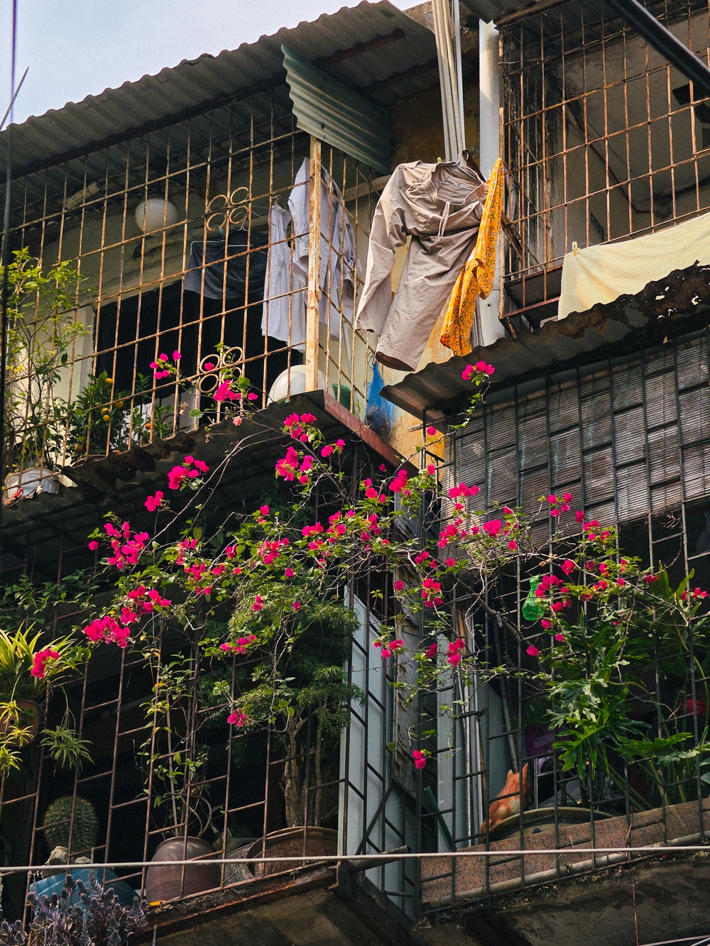 Cùng Galaxy S26 Ultra ngắm Hà Nội mùa 'đỏng đảnh': Ghé chợ sớm Long Biên, thăm dàn hoa giấy khu tập thể để thấy, hóa ra Thủ Đô vẫn 'tình' đến vậy - Ảnh 66.