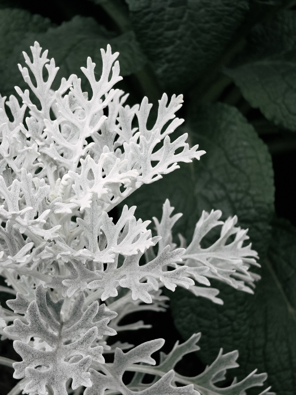 Cùng Galaxy S26 Ultra ngắm Hà Nội mùa 'đỏng đảnh': Ghé chợ sớm Long Biên, thăm dàn hoa giấy khu tập thể để thấy, hóa ra Thủ Đô vẫn 'tình' đến vậy - Ảnh 50.