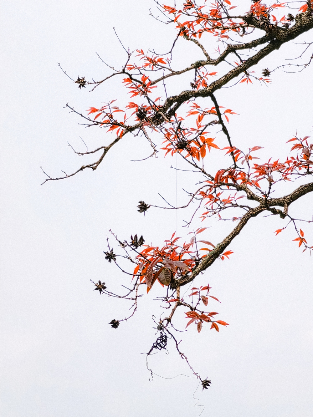 Cùng Galaxy S26 Ultra ngắm Hà Nội mùa 'đỏng đảnh': Ghé chợ sớm Long Biên, thăm dàn hoa giấy khu tập thể để thấy, hóa ra Thủ Đô vẫn 'tình' đến vậy - Ảnh 49.