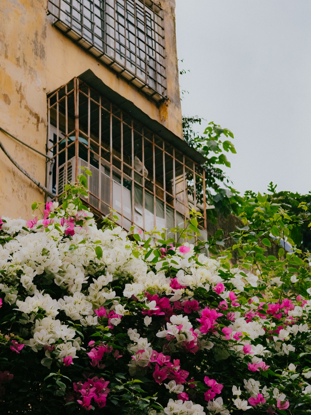 Cùng Galaxy S26 Ultra ngắm Hà Nội mùa 'đỏng đảnh': Ghé chợ sớm Long Biên, thăm dàn hoa giấy khu tập thể để thấy, hóa ra Thủ Đô vẫn 'tình' đến vậy - Ảnh 55.