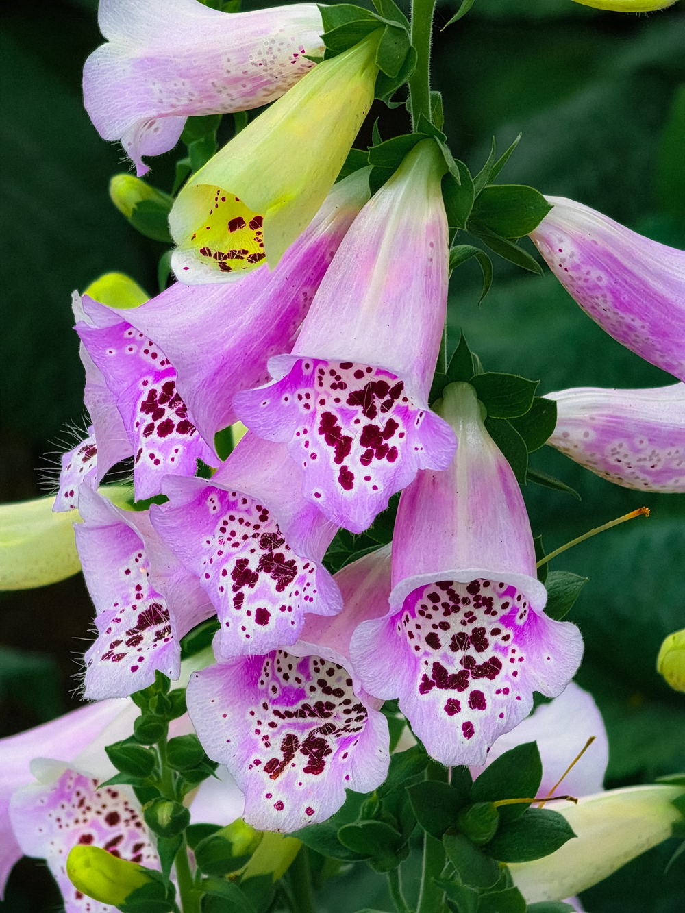 Cùng Galaxy S26 Ultra ngắm Hà Nội mùa 'đỏng đảnh': Ghé chợ sớm Long Biên, thăm dàn hoa giấy khu tập thể để thấy, hóa ra Thủ Đô vẫn 'tình' đến vậy - Ảnh 48.