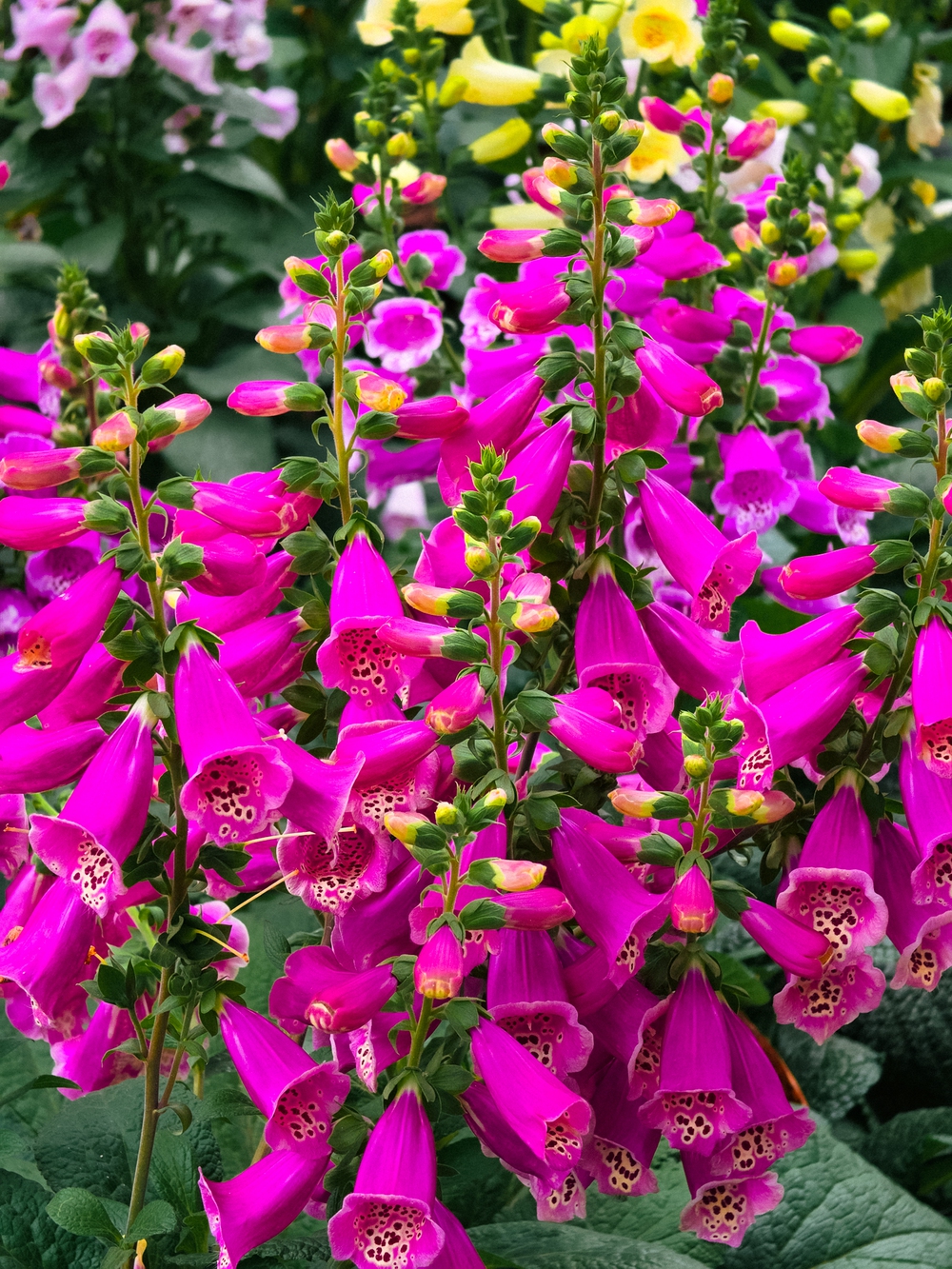 Cùng Galaxy S26 Ultra ngắm Hà Nội mùa 'đỏng đảnh': Ghé chợ sớm Long Biên, thăm dàn hoa giấy khu tập thể để thấy, hóa ra Thủ Đô vẫn 'tình' đến vậy - Ảnh 46.