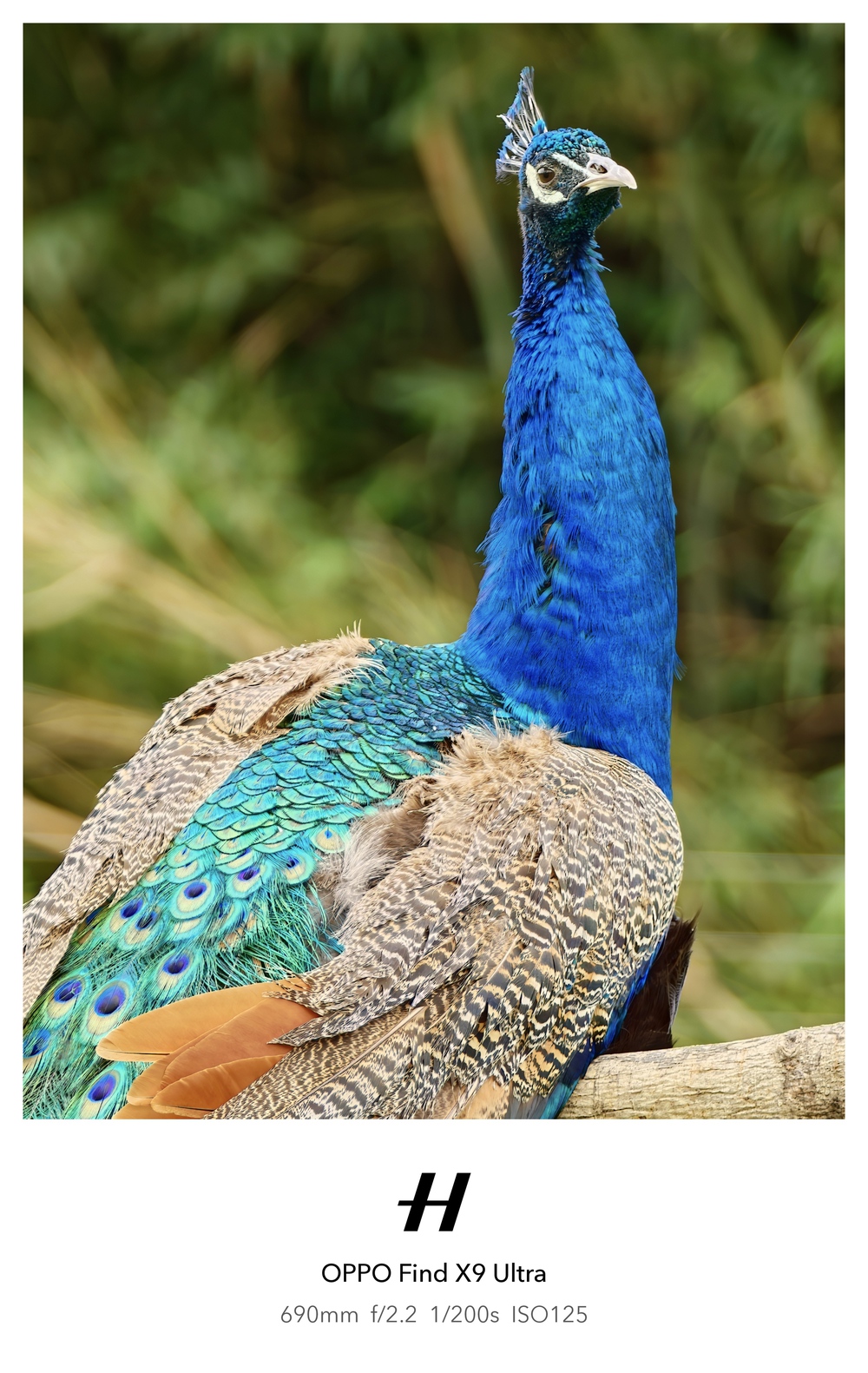 Đến Th&agrave;nh Đ&ocirc; ngắm gấu tr&uacute;c, l&ecirc;n Cửu Trại C&acirc;u chạm v&agrave;o "Thi&ecirc;n Đường Hạ Giới" - Ảnh 59.