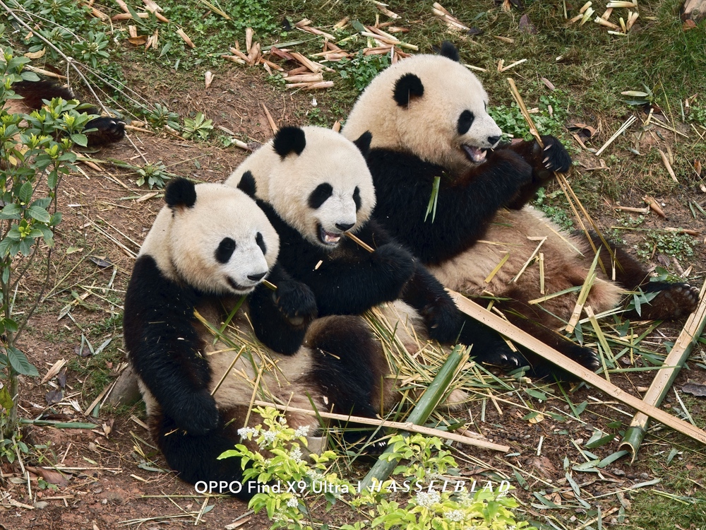 Đến Th&agrave;nh Đ&ocirc; ngắm gấu tr&uacute;c, l&ecirc;n Cửu Trại C&acirc;u chạm v&agrave;o "Thi&ecirc;n Đường Hạ Giới" - Ảnh 29.
