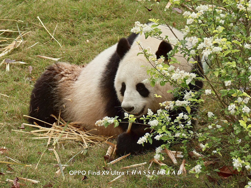 Đến Th&agrave;nh Đ&ocirc; ngắm gấu tr&uacute;c, l&ecirc;n Cửu Trại C&acirc;u chạm v&agrave;o "Thi&ecirc;n Đường Hạ Giới" - Ảnh 30.