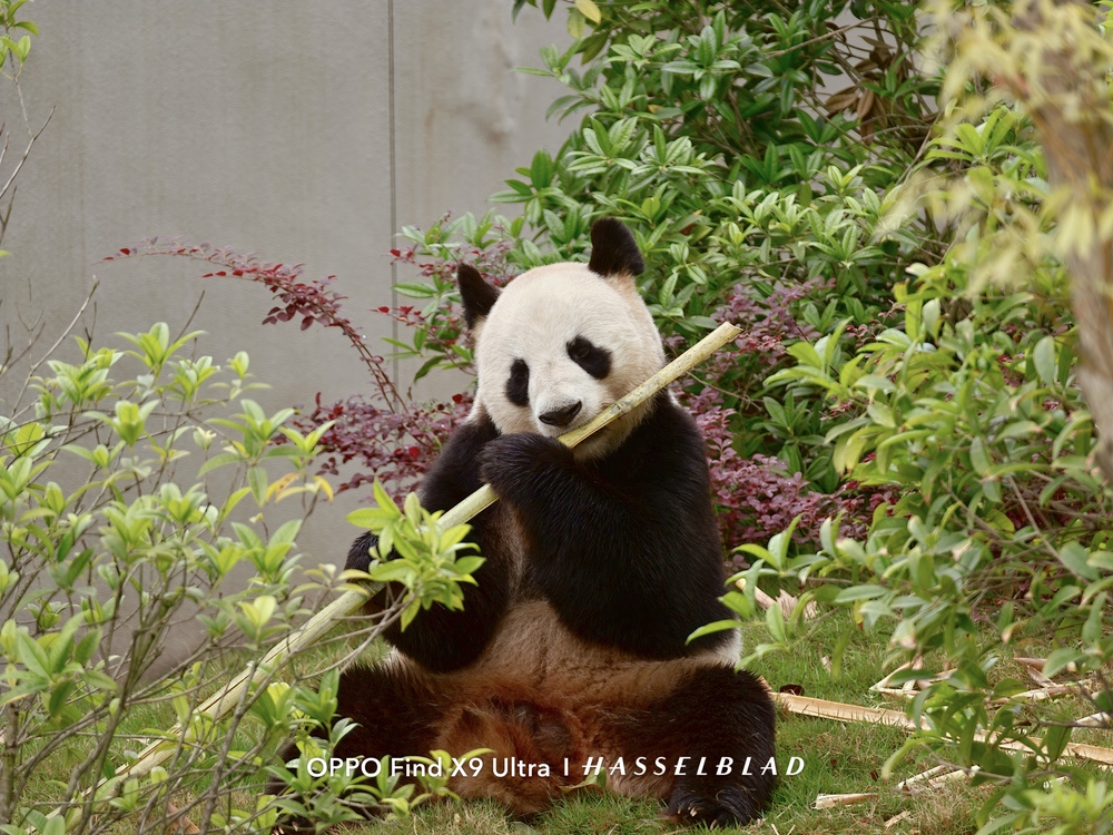 Đến Th&agrave;nh Đ&ocirc; ngắm gấu tr&uacute;c, l&ecirc;n Cửu Trại C&acirc;u chạm v&agrave;o "Thi&ecirc;n Đường Hạ Giới" - Ảnh 31.