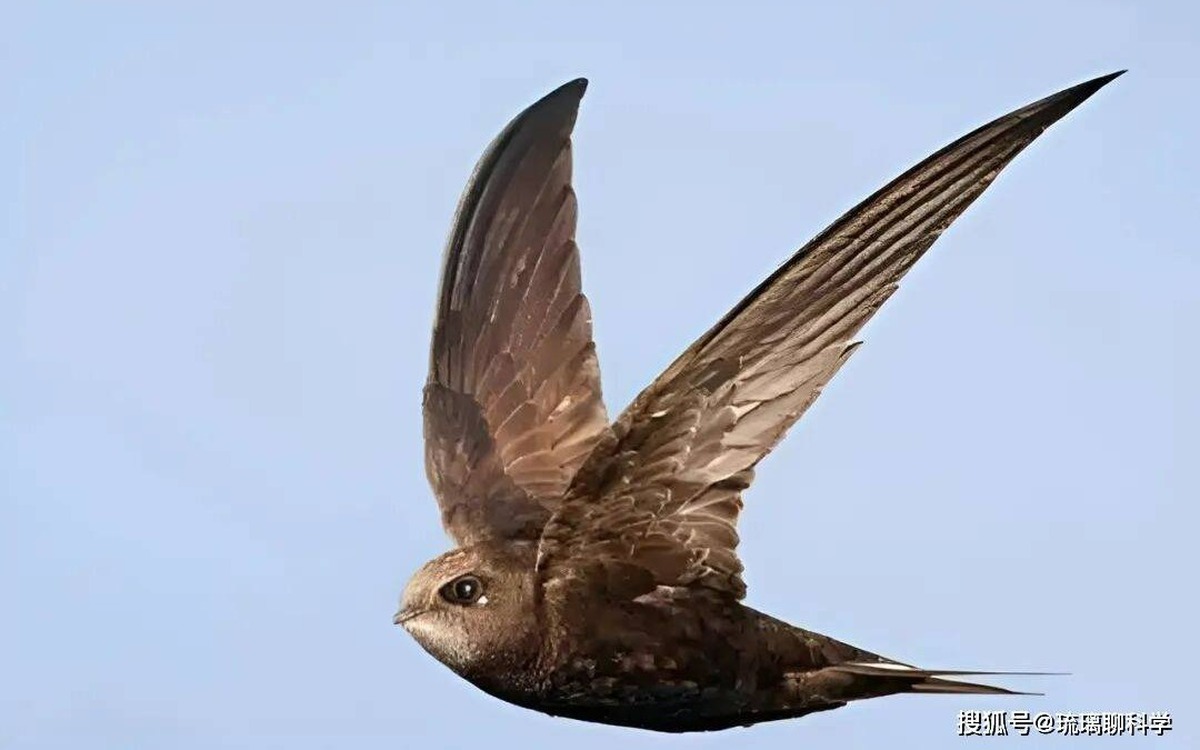 Bí ẩn loài chim bay suốt mười tháng không hạ cánh: Ăn ngủ trên trời nhưng vẫn sinh con bình thường